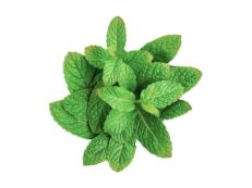 Mint
